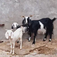 یک‌بزمری‌آبست‌سه‌قلوزا‌‌ بادوکهره‌ی‌مری‌بزرگ