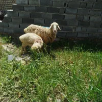 2راس میش با بره ماده