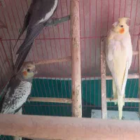 عروس هلندی