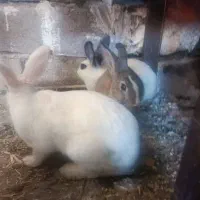 سه عدد خرگوش ۶۵۰