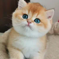 شهر گربه های خاص ۲ ماهه صورت خرسی