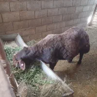 قوچ همو