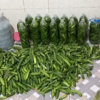 خوردنی|خوردنی و آشامیدنی|سراب, |دیوار