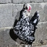 تخم نطفه دار گلین