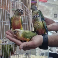 دریای گیرینچیک