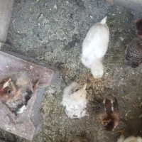 جوجه یک ماهه