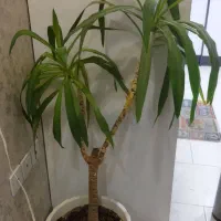 گل یوکا