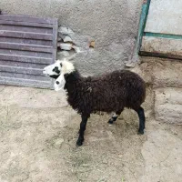 1عدد قوزی نر کوک برای قربانی وزن24کیلو