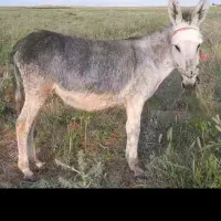 خر جوان گلگی ارام و گوسفندی