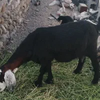 بز با کهره نر