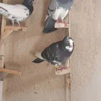 ۷نر بپر پلنگ کلاغ کله ای غریب