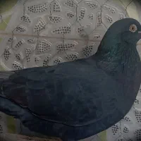 کبوتر پلاکی