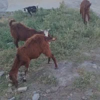 فروش بزوبزغله