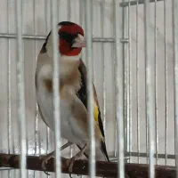سهره نر قواره دار