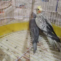 عروس هلندی