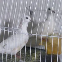 کبوتر خانگی کاکل