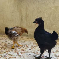 دو تا جوجه محلی