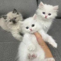 بچه گربه اصیل
