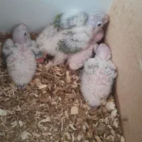 جوجه گیرینچیک سرلاکی