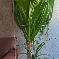 گل کرینوم یا اشک ملکه یا سوسن عنکبوتی(گرمسیری)