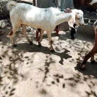 نری چاق