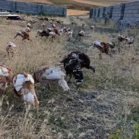 بوقلمون پرورشی