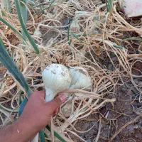 بذر مینروا