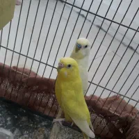 مرغ عشق جفت با قفس