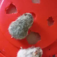 تعدادی همستر. دلربا