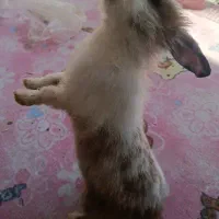 خرگوش