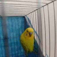 مرغ عشق نر