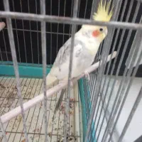 عروس هلندی نر