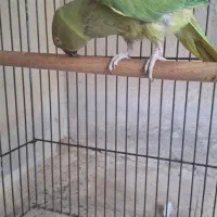 طوطی ملنگو ماده معامله با عروس هلندی