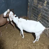 چپش پاکستانی و بز کهره دار فروشی و بز شیر دار