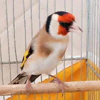 سهره درجه یک مست وجفتخور هررنگ قناری