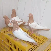 کبوتر