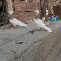 طوقی