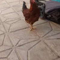 خروس