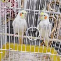 فروش عروس هلندی
