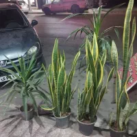 گلهای اپارتمانی لطفا توضیحات پایین رو مطالعه کنید