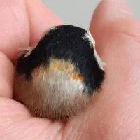 سهره
