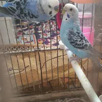 مرغ عشق سالم جفت