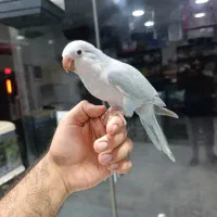 جوجه طوطی راهب سرلاکی ودونخور سبز و آبی بلو اسکای