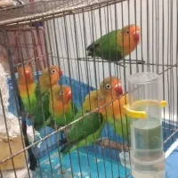 طوطی برزیلی