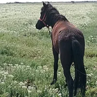 اسب نریان