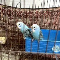 مرغ عشق