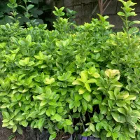 شمشاد|گل و گیاه طبیعی|رامسر, |دیوار