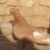 کفتر