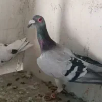 زیل کبوتر برای باغ و غیره