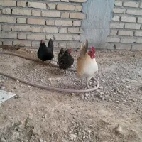 خروس مرغ زینتی پا کوتاه